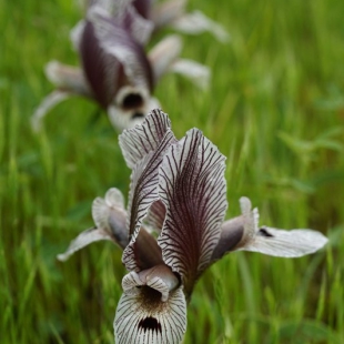 Iris lineolata